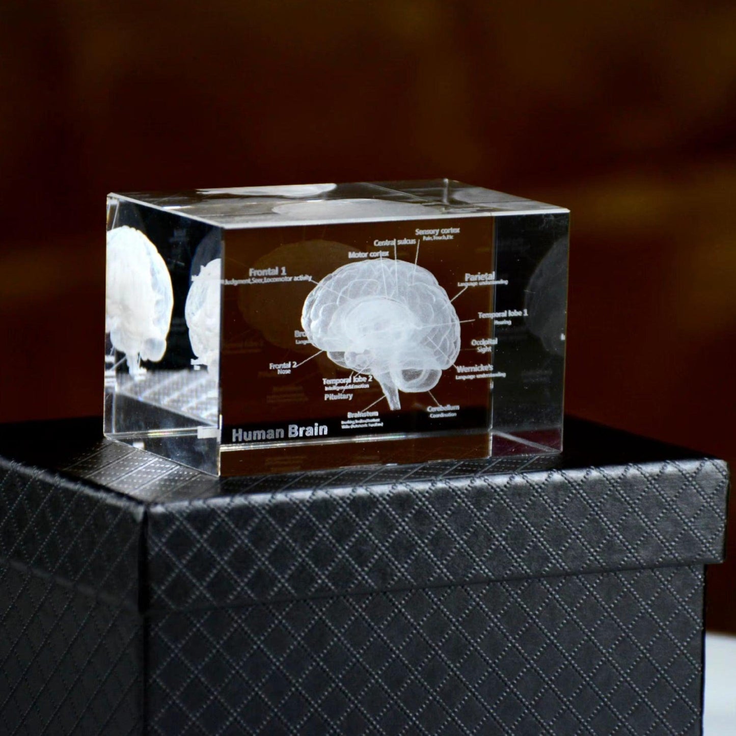 Puzzloria™ | 3D Crystal Anatomical Models - Puzzloria