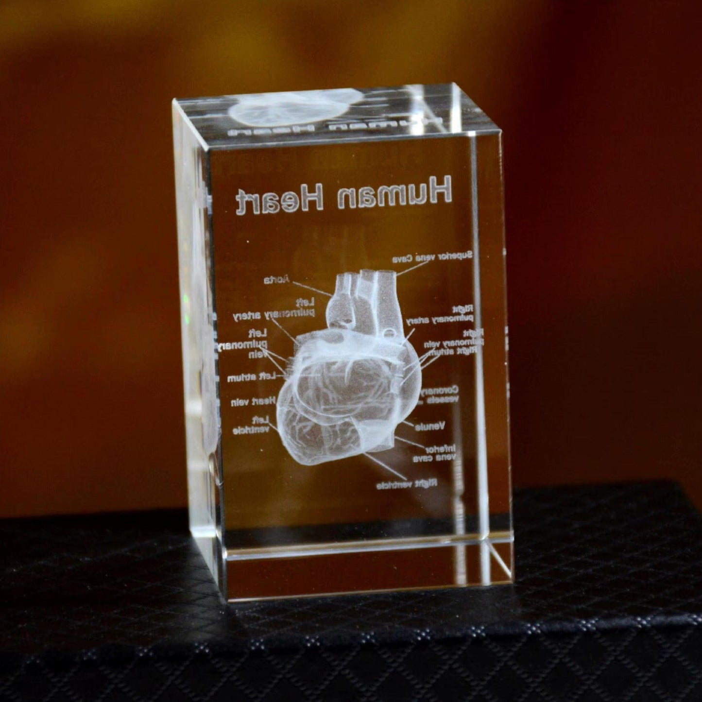 Puzzloria™ | 3D Crystal Anatomical Models - Puzzloria