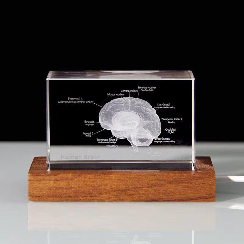 Puzzloria™ | 3D Crystal Anatomical Models - Puzzloria