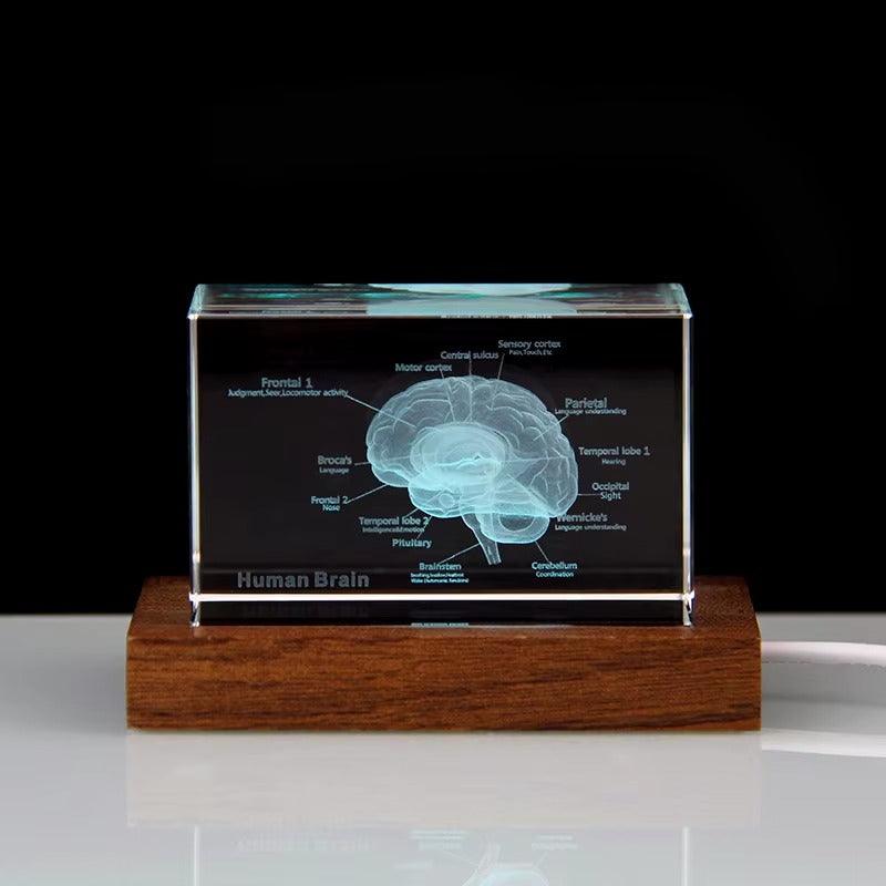 Puzzloria™ | 3D Crystal Anatomical Models - Puzzloria