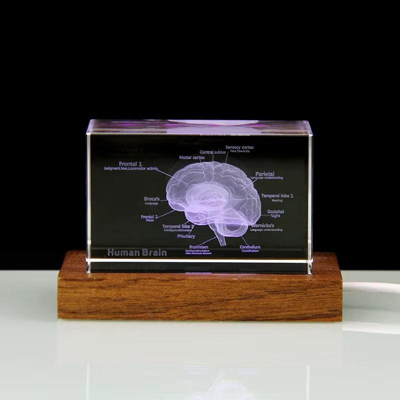 Puzzloria™ | 3D Crystal Anatomical Models - Puzzloria