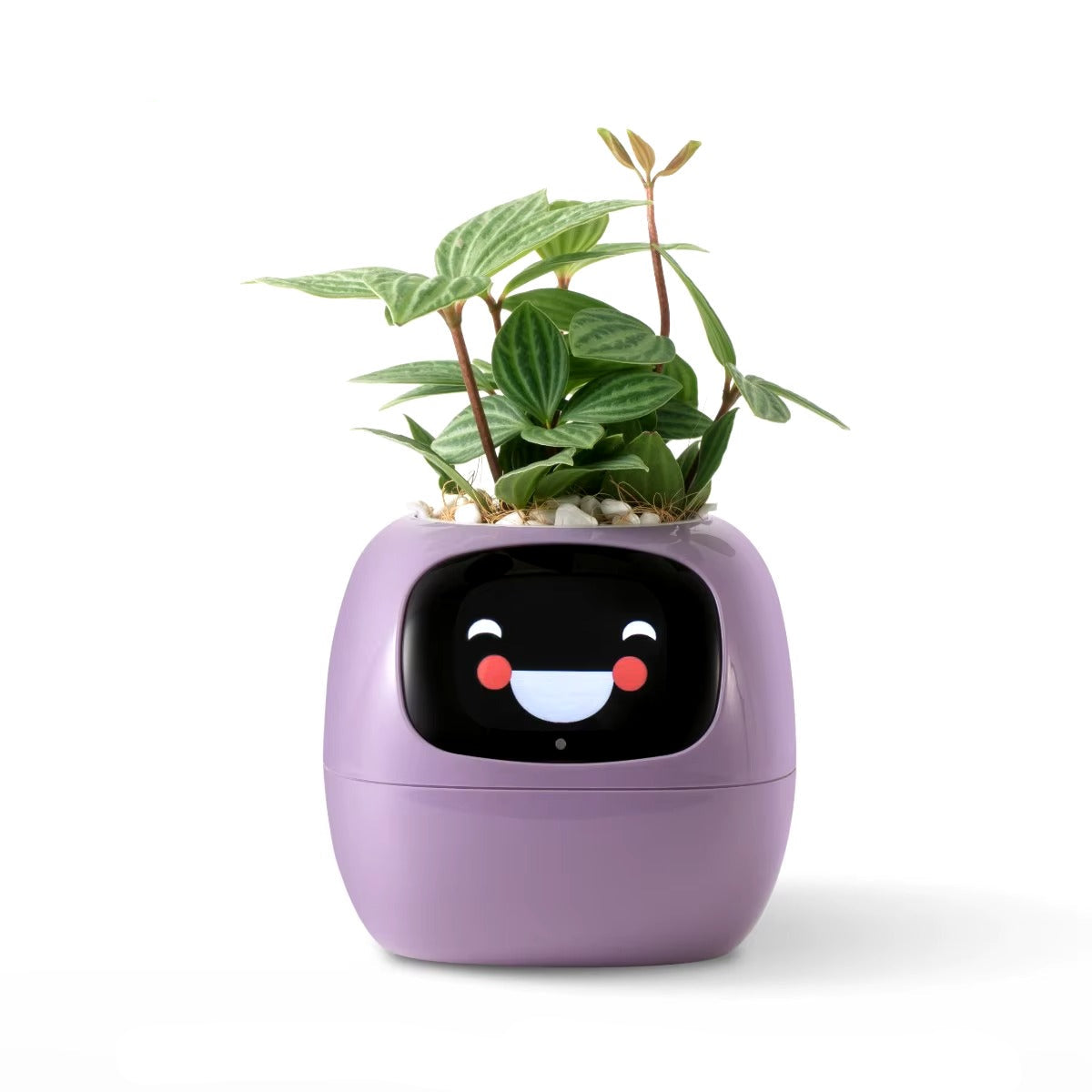 Purple planter with a face design and green plant on a white background