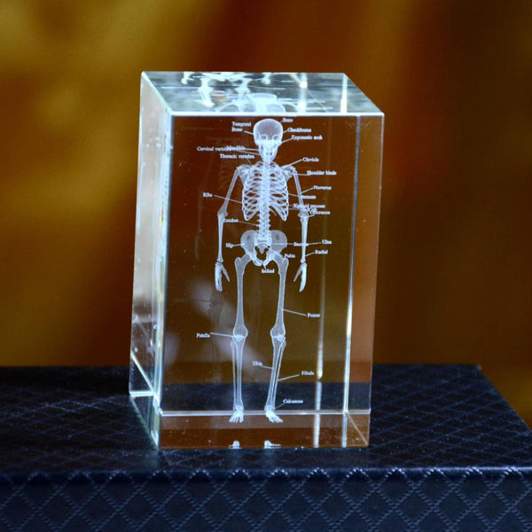 3d crystal anatomical model laser etched k9 cube brain heart skeleton tooth or lungs for medical desk display – 93898891928509, 93898892061277, 93898892131901, 93898892264669, 93898892397437, 93898892430205, 93898892562973, 93898892695741, 93898892794045, 93898892826813