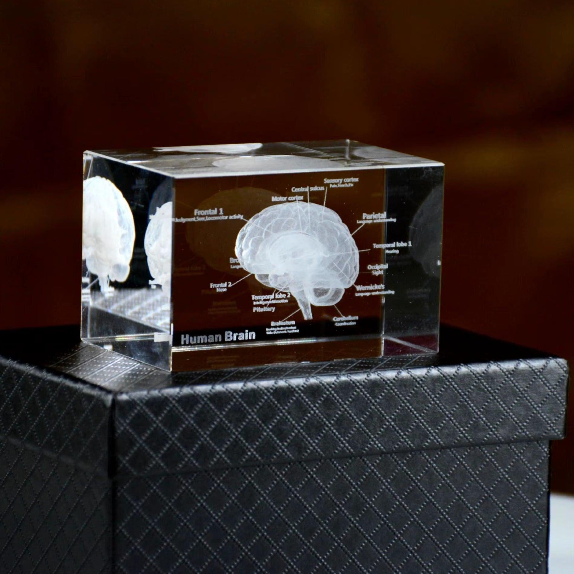 k9 optical crystal anatomy cube with sub millimeter labels brain cerebrum heart aorta or skeleton vertebrae – 93898891928509, 93898892061277, 93898892131901, 93898892264669, 93898892397437, 93898892430205, 93898892562973, 93898892695741, 93898892794045, 93898892826813