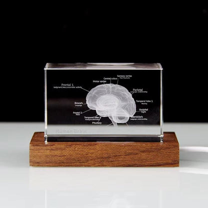 led lit anatomy crystal display for office reception bookshelf or stem classroom science teacher decor – 93898891928509, 93898892061277, 93898892131901, 93898892264669, 93898892397437, 93898892430205, 93898892562973, 93898892695741, 93898892794045, 93898892826813