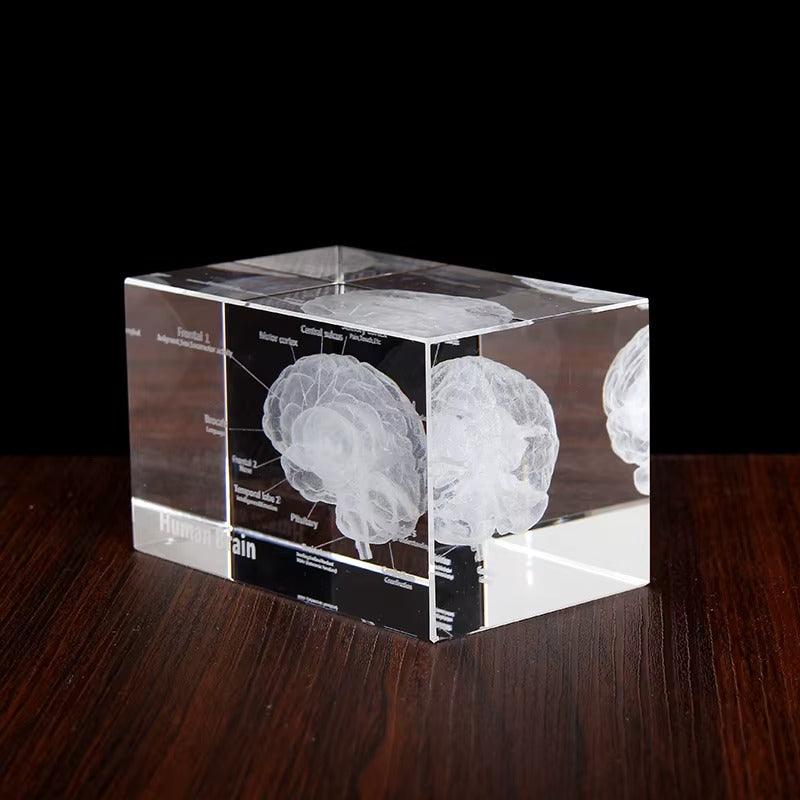 anatomical paperweight gift for med student dental hygienist nursing graduate or anatomy professor classroom – 93898891928509, 93898892061277, 93898892131901, 93898892264669, 93898892397437, 93898892430205, 93898892562973, 93898892695741, 93898892794045, 93898892826813