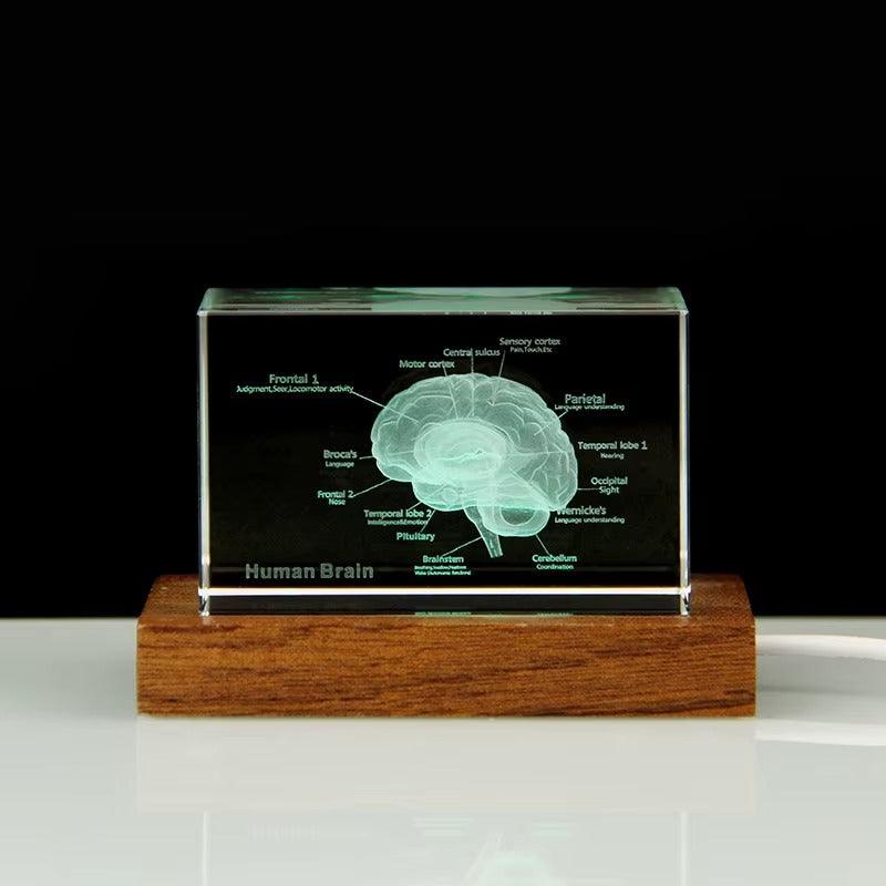 3d crystal anatomical model laser etched k9 cube brain heart skeleton tooth or lungs for medical desk display – 93898891928509, 93898892061277, 93898892131901, 93898892264669, 93898892397437, 93898892430205, 93898892562973, 93898892695741, 93898892794045, 93898892826813