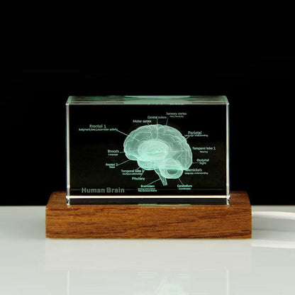 3d crystal anatomical model laser etched k9 cube brain heart skeleton tooth or lungs for medical desk display – 93898891928509, 93898892061277, 93898892131901, 93898892264669, 93898892397437, 93898892430205, 93898892562973, 93898892695741, 93898892794045, 93898892826813