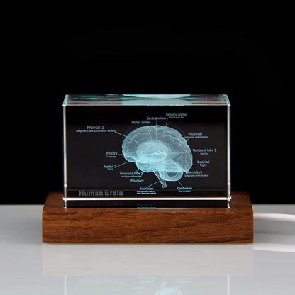 laser etched crystal anatomy paperweight with optional wooden led base for doctor office and dentist desk decor – 93898891928509, 93898892061277, 93898892131901, 93898892264669, 93898892397437, 93898892430205, 93898892562973, 93898892695741, 93898892794045, 93898892826813