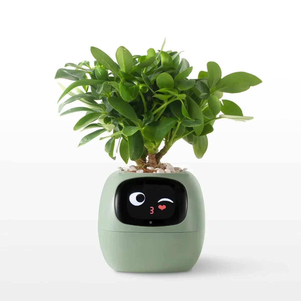 ai smart plant pot self-watering planter with app control touch sensors and lcd display face for desk – Yellow, Green, Pink, Purple, White